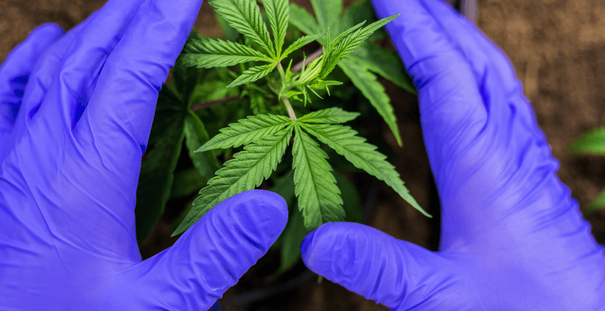 hands-in-purple-gloves-surrounding-a-cannabis-plant