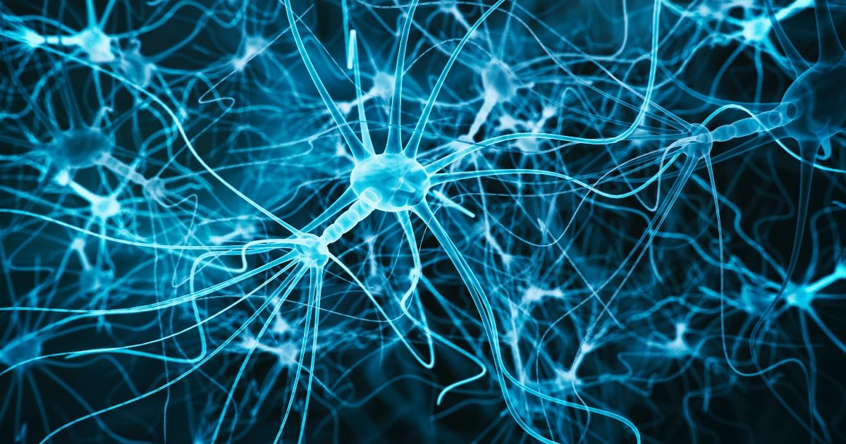 Neurons network representing the endocannabinoid system