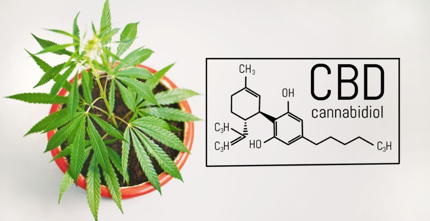 hemp-plant-with-chemical-formula-of-CBD.jpg