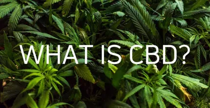 lush-green-hemp-leaves-with-text-what-is-cbd
