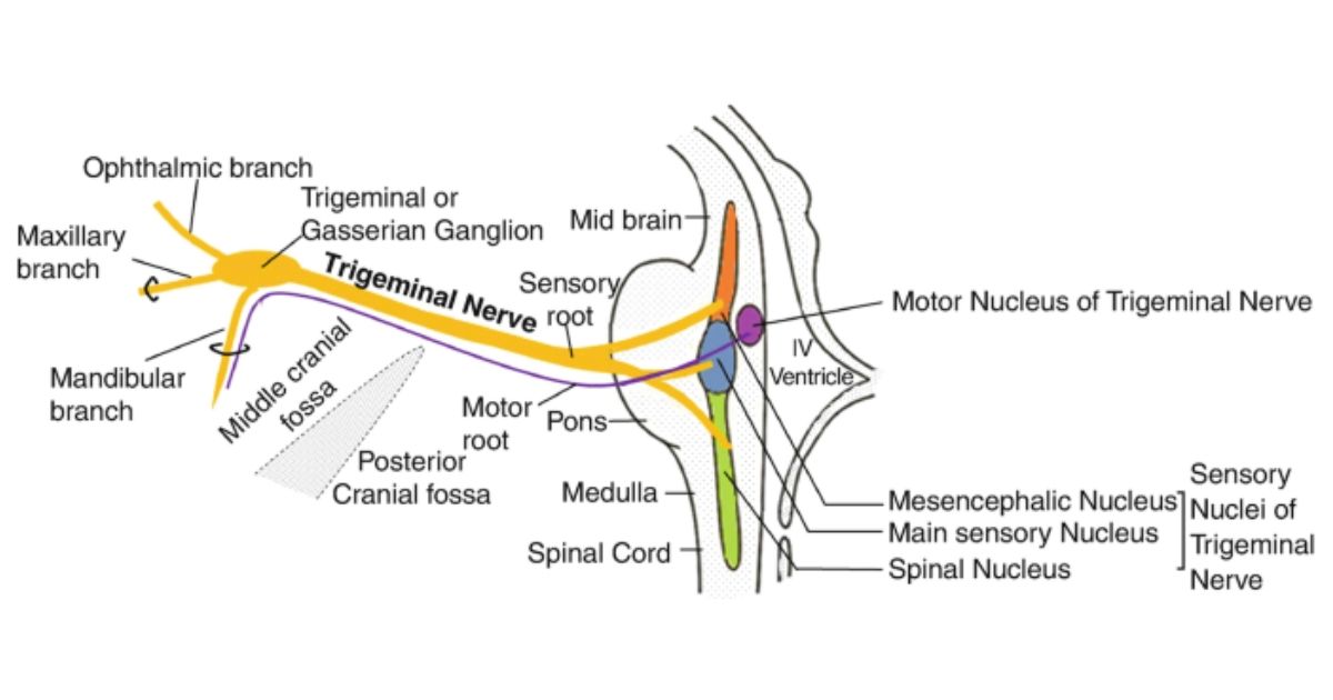 Anatomy of trigeminal nerve