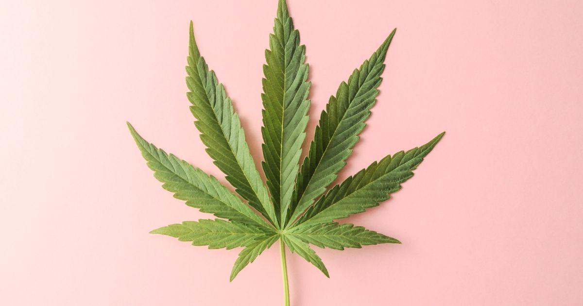 cannabis leaf on pink background