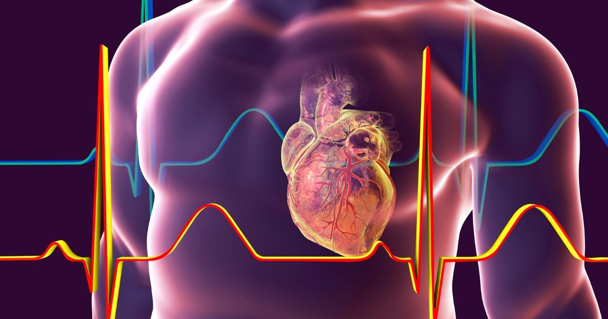 hologram of a person with the focus on the cardiovascular system