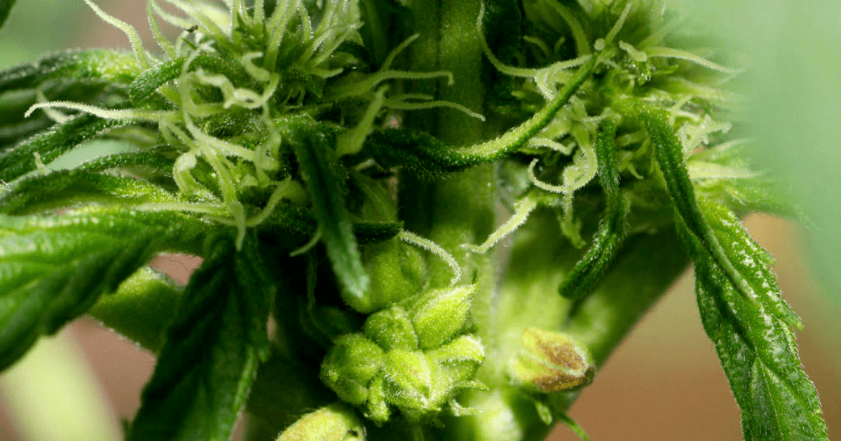 hermaphrodite cannabis plant