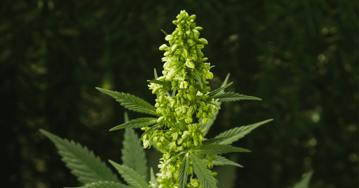 male cannabis plant