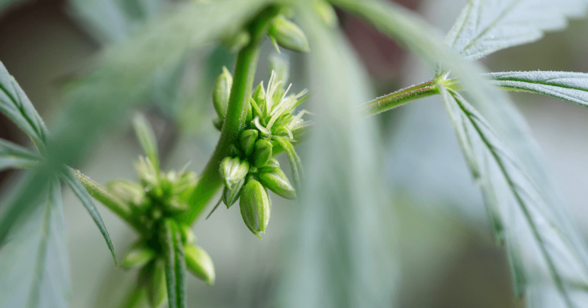 male cannabis plants pollen sacs