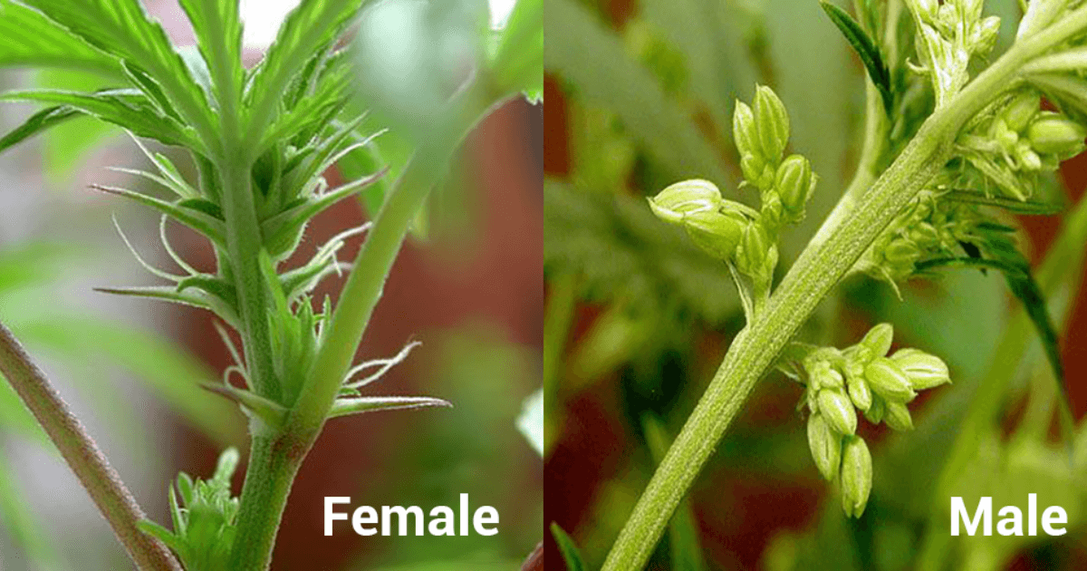 male vs female cannabis plants 