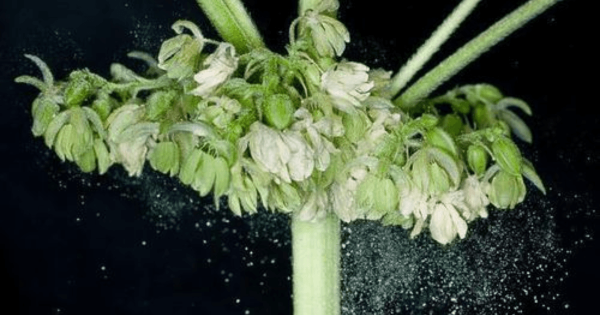 male cannabis plant pollen sacs releasing pollen