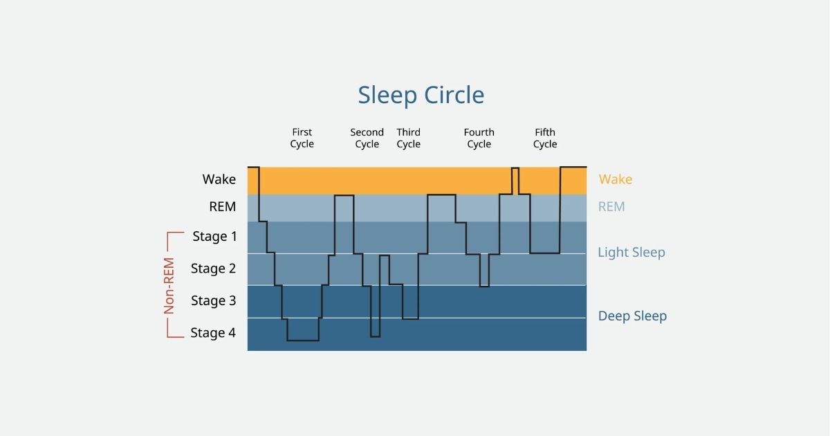 A graph showing stages of the sleep cycle