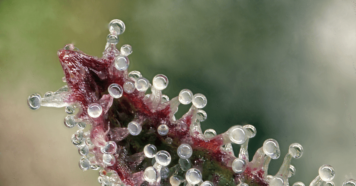 trichomes on cannabis flower
